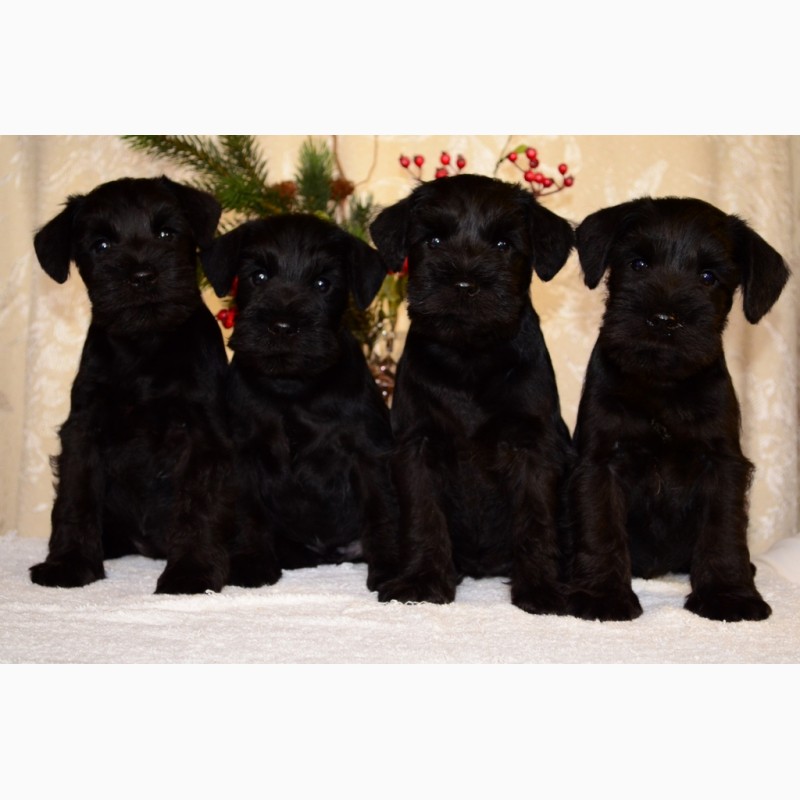 Фото 7. Высокопородные щенки черного цвергшнауцера от титулованных родителей