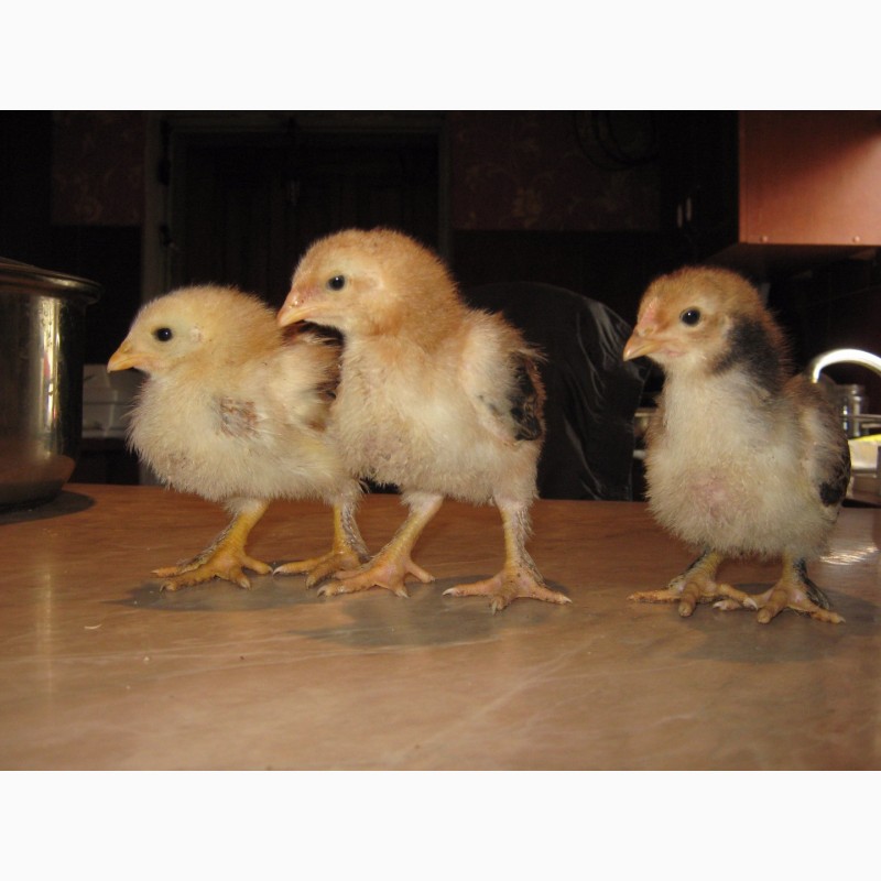 Фото 11. Домашние цыплята чистокровных мясо-яичных пород курей