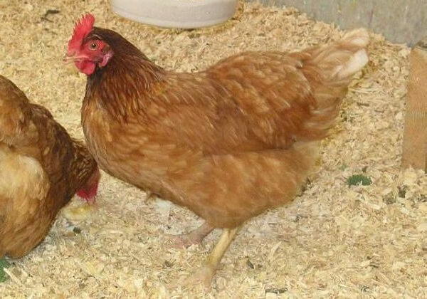 Фото 2. Домашние цыплята чистокровных мясо-яичных пород курей