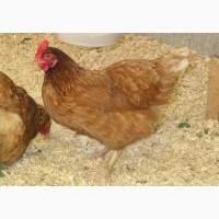 Домашние цыплята чистокровных мясо-яичных пород курей