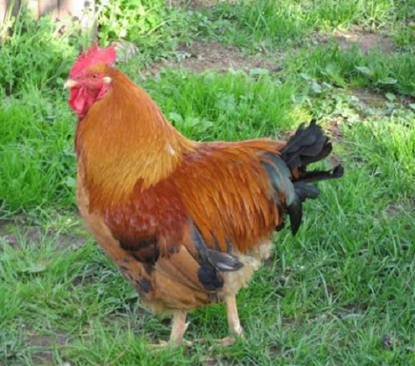 Фото 3. Домашние цыплята чистокровных мясо-яичных пород курей