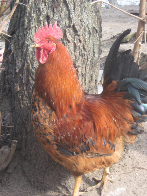 Фото 4. Домашние цыплята чистокровных мясо-яичных пород курей
