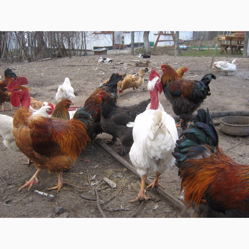 Фото 5. Домашние цыплята чистокровных мясо-яичных пород курей