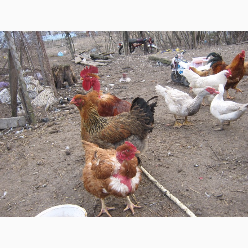 Фото 6. Домашние цыплята чистокровных мясо-яичных пород курей