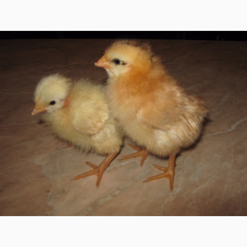 Фото 9. Домашние цыплята чистокровных мясо-яичных пород курей