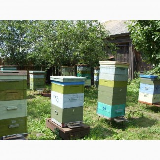 Продам бджолосім#039;ї 2018 року с корпусними вуликами