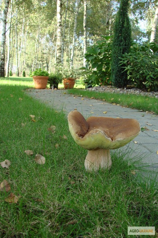 Фото 5. Споры грибов - настоящий живой зерновой мицелий белых грибов (боровик)