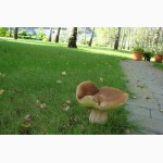Споры грибов - настоящий живой зерновой мицелий белых грибов (боровик)