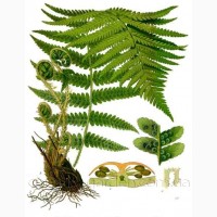 Продам Папоротник (Щитовник мужской) и много других растений (опт от 1000 грн)
