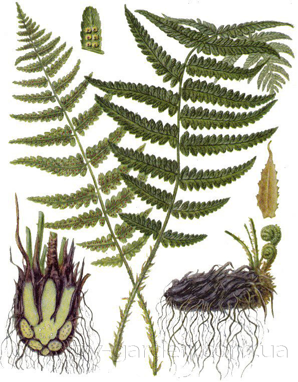Фото 4. Продам Папоротник (Щитовник мужской) и много других растений (опт от 1000 грн)