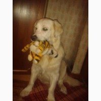 Дрессировка и передержка собак (training dogs dog#039;s hotel)