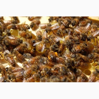 Продам пчелосемьи, 20 рамок рута