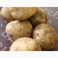 Продается картофель свежий урожая 2020 года из Беларуси