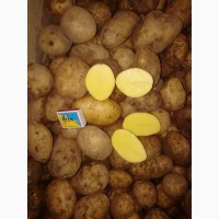 Картофель свежий, Бернина, урожай 2021г