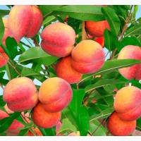 Продам персик, крупным и мелким оптом