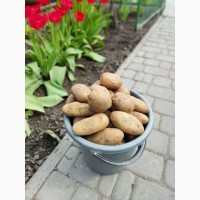 Продам посадкову та велику картоплю (санте, пікасо, гренада)-0, 5-1т
