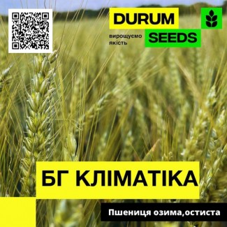 Насіння пшениці БГ Кліматіка / BG Klimatika (озима / остиста) Durum Seeds