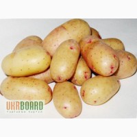 Найкращі ранні сорти картоплі продаж посадкової картоплі в Україні сорт Тирас