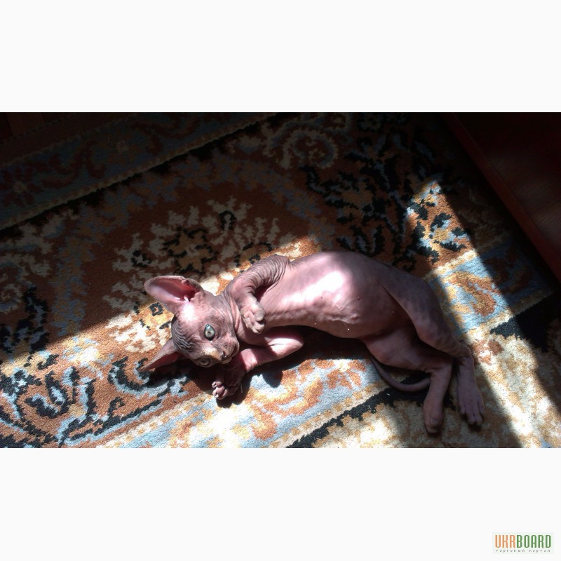 Фото 2. Продам чудесных котят канадского сфинкса