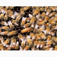 Бджоломатки Бакфаст