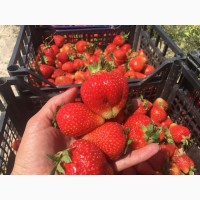 Продаем ягоды клубники разных сортов