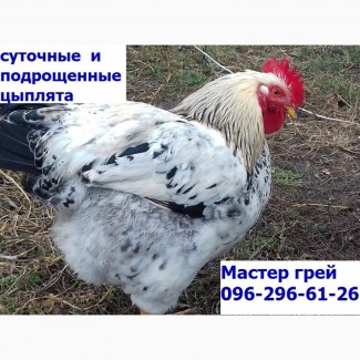 Месячные подрощенные цыплята Мастер грей.сезон 2023