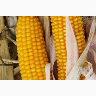 Насіння кукурудзи Вакула (ФАО 250)