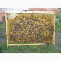Бджолопакети Карпатської породи