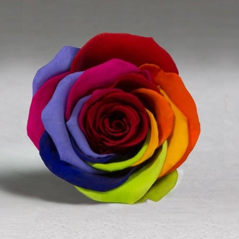 Фото 2. Стабилизированная роза в колбе Lerosh – Standart 33 см, Радужная