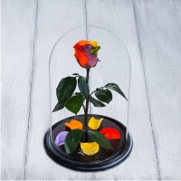 Стабилизированная роза в колбе Lerosh – Standart 33 см, Радужная