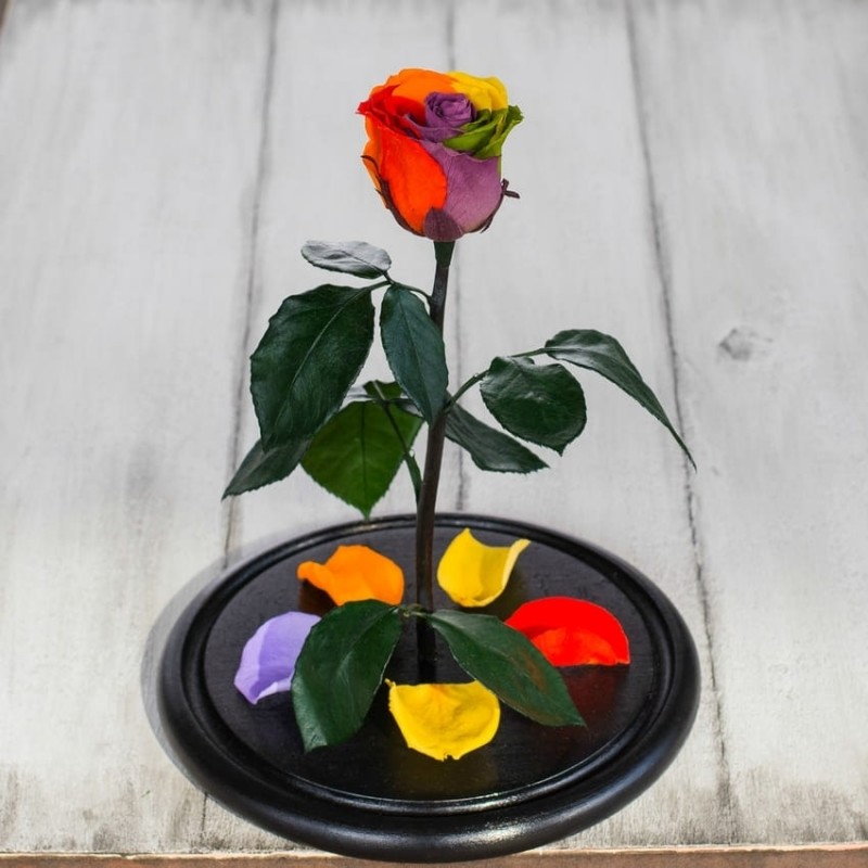 Фото 4. Стабилизированная роза в колбе Lerosh – Standart 33 см, Радужная