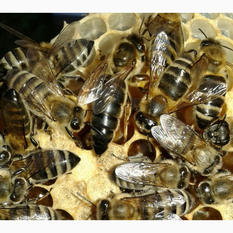 Продам 140-150грн бджоломатки плідні карпатки, вучковий тип