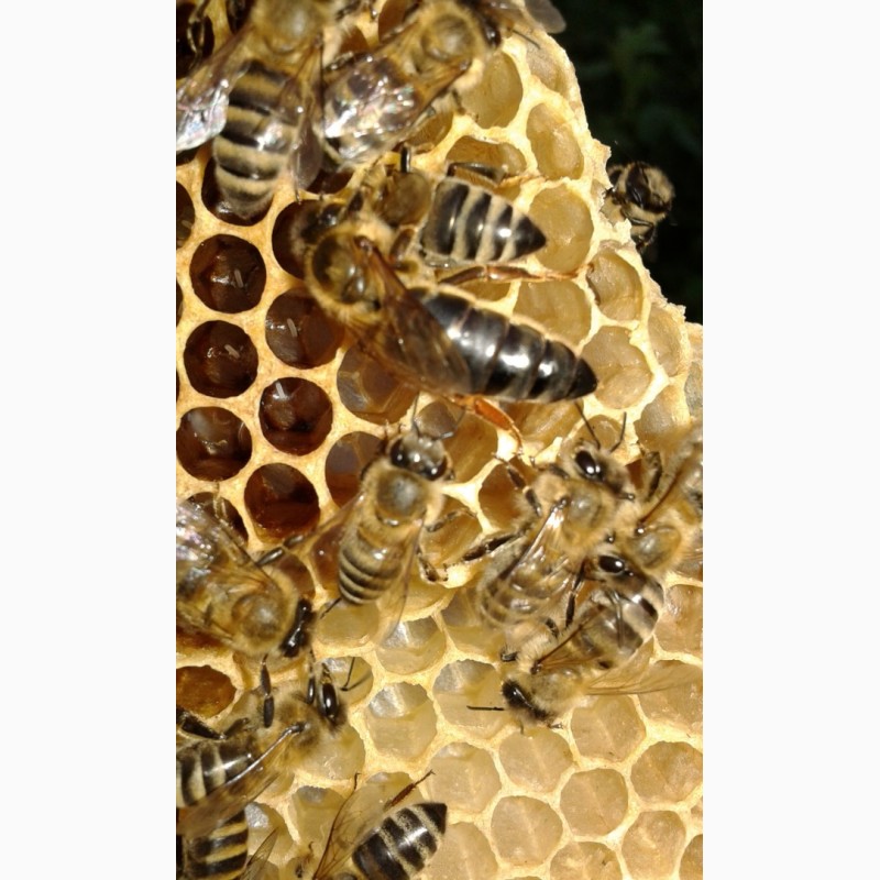Фото 2. Продам 140-150грн бджоломатки плідні карпатки, вучковий тип
