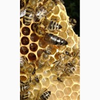 Продам 140-150грн бджоломатки плідні карпатки, вучковий тип