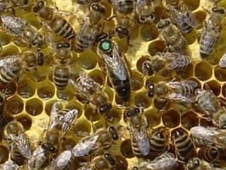 Фото 3. Продам 140-150грн бджоломатки плідні карпатки, вучковий тип