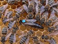 Фото 4. Продам 140-150грн бджоломатки плідні карпатки, вучковий тип