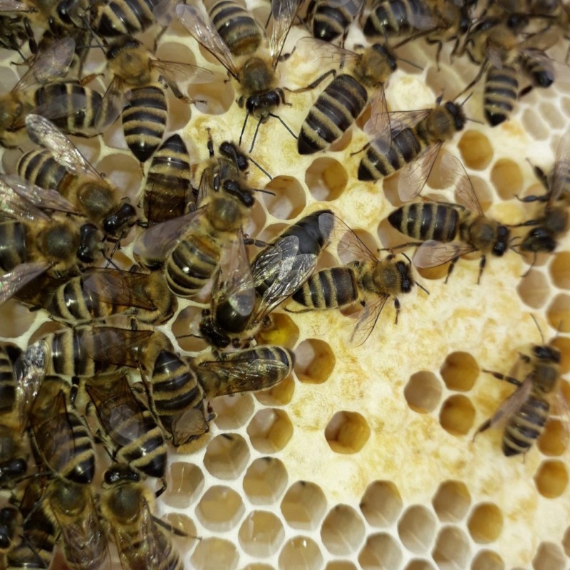Фото 5. Продам 140-150грн бджоломатки плідні карпатки, вучковий тип