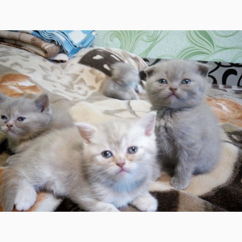 Фото 2. Продаются британские котята лилового окраса, с мрамором, пятнистые, вислоухие и прямоухие