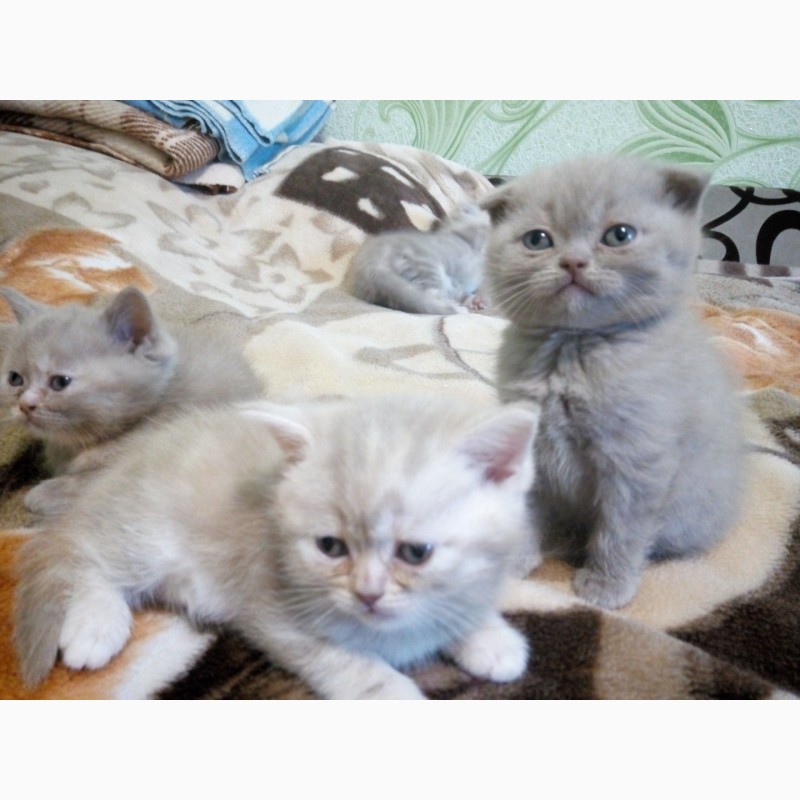 Фото 4. Продаются британские котята лилового окраса, с мрамором, пятнистые, вислоухие и прямоухие