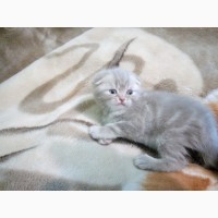 Продаются британские котята лилового окраса, с мрамором, пятнистые, вислоухие и прямоухие