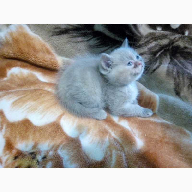 Фото 9. Продаются британские котята лилового окраса, с мрамором, пятнистые, вислоухие и прямоухие