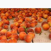 Продам саженцы Персика и много других растений (опт от 1000 грн)
