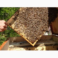Продам бджоли