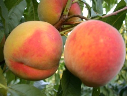 Продам персики с собственного сада