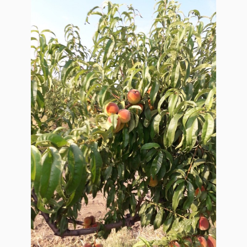 Фото 4. Продам персики с собственного сада