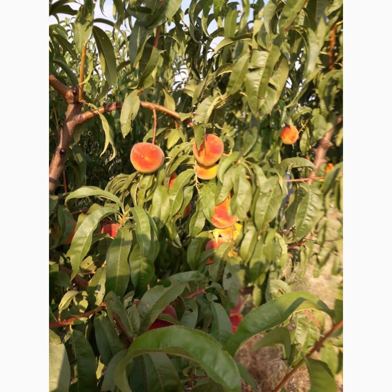 Фото 5. Продам персики с собственного сада