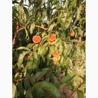 Продам персики с собственного сада