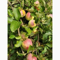 Яблука домашні, тверді і солодкі (фото оригінальне) Вінницька обл