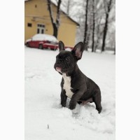 French bulldogs of exotic colors