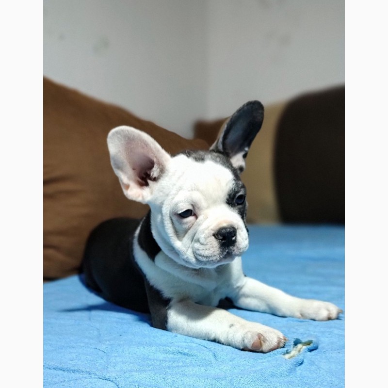 Фото 3. French bulldogs of exotic colors